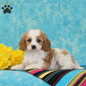 Lucky, Forever Puppy